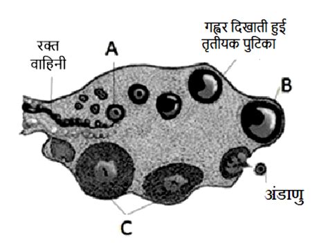 यह चित्र मानव अंडाशय के एक भाग को दर्शाता है। उस विकल्प का चयन कीजिए जो ...