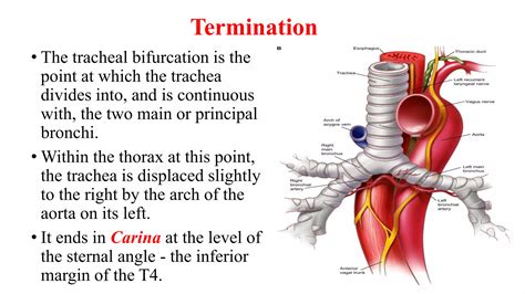 anatomy of trachea.pptx