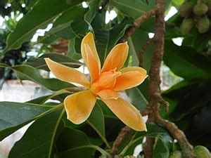 Online Plant Bazar Golden Champa Magnolia champaca Flower Live Plant ...