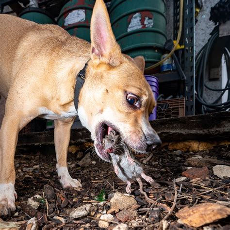 Do Terriers Eat Rats
