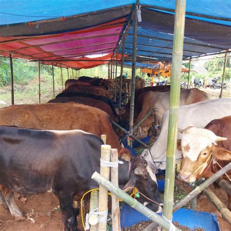 Jual Sapi Qurban 2024 Sapi Kurban 2024 Hewan kurban Ekonomis Standar ...