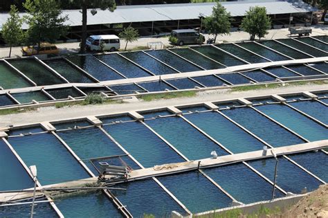 Small Fish Farm 的图像结果