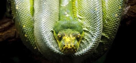 Image result for Python Hack Prank