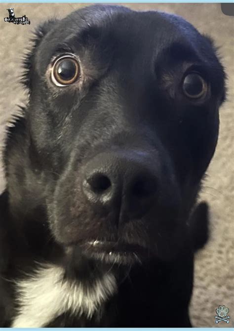 Whale Eyes in Dogs: Guide to the Side-Eye Shuffle • Doggozila Magazine