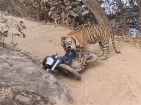 Ranthambore Tiger Attack: Forest Guards Bike Dragged | Tense Moments