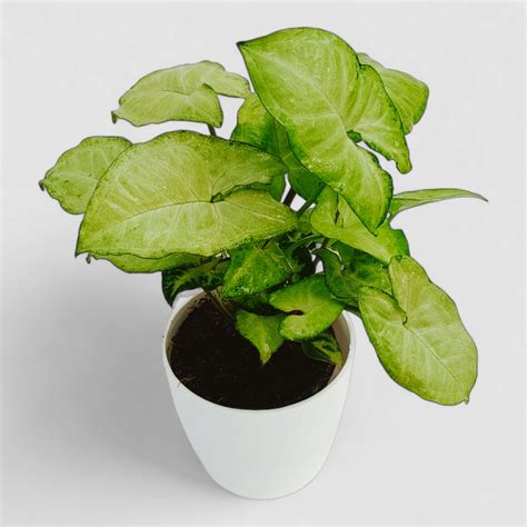 Green Syngonium Plant by Orchid N Petals