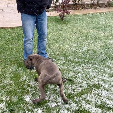 training a puppy at 5 months