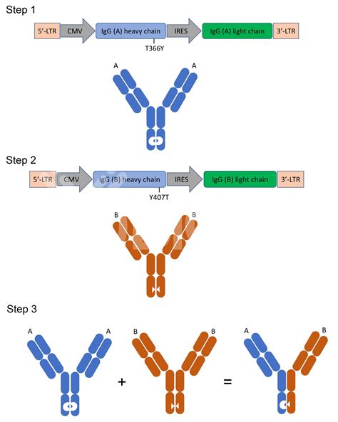 Bispecific Antibodies List at James Fontanez blog