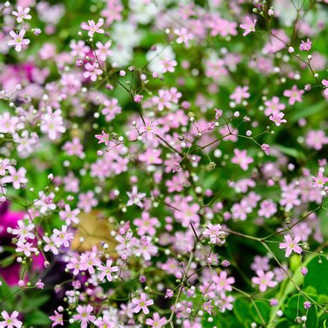 Annual Baby's Breath Carmine Seeds – Vermont Wildflower Farm
