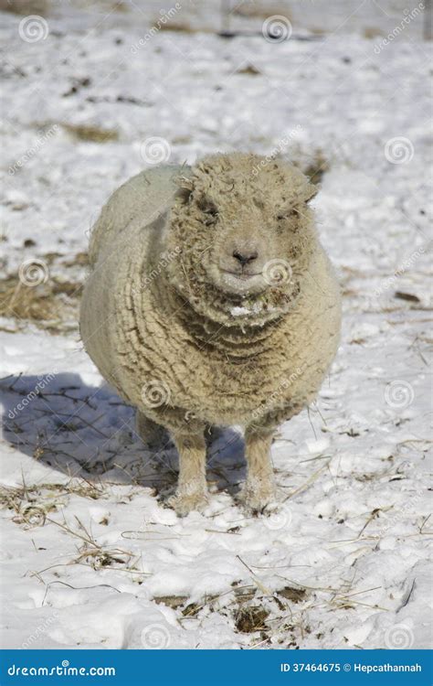 Olde English Babydoll Southdown Ewe Sheep Stock Image - Image of life ...