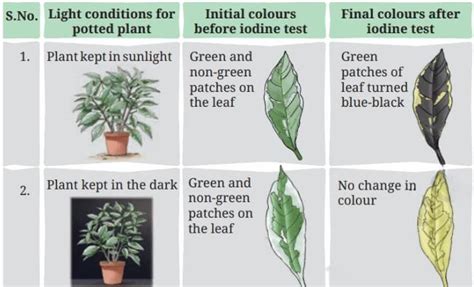 Life Processes In Plants Question Answer - Class 7 Science - Questions ...