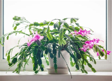 14 Indoor Plants That Bloom During Winter