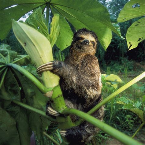 Slowest Moving Living Things