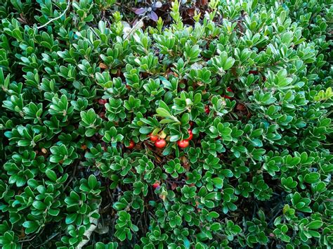 25 Evergreen Ground Covers That Add Year-Round Color - Garden Betty