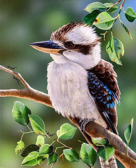 Discover the Majestic Birds of Prey: Australia’s Natural Aerial Predators