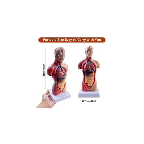 breesky 10.5inch Medical Torso Human Body Model India | Ubuy