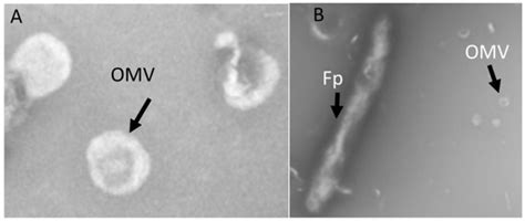 Pathogens | Special Issue : Parasitic Diseases of Fish: Identification ...