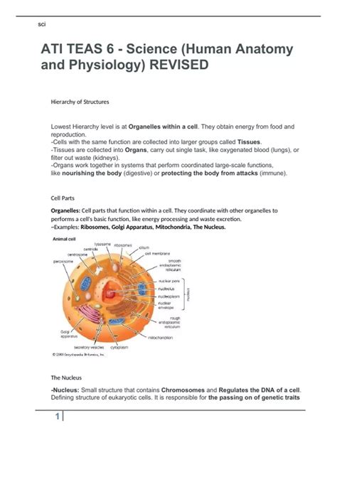 ATI TEAS 6 - Science (Human Anatomy and Physiology) REVISED - ATI TEAS ...