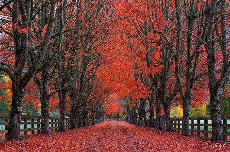 Funnel Vision Tree Fall 的图像结果