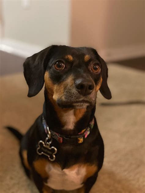 Beagle Dachshund Mix