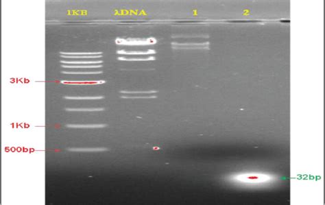 Enhancing resistance to blast disease through CRISPR/Cas9 gene editing ...