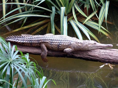 Freshwater Crocodile | The Life of Animals