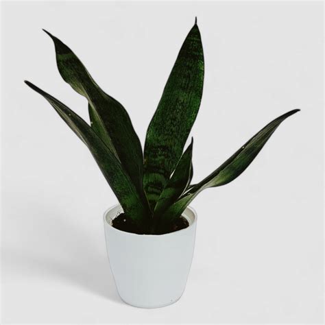 Green Snake Plant by Orchid N Petals