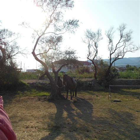 KOSTAS HORSE RIDING CORFU (2026) All You Need to Know BEFORE You Go ...