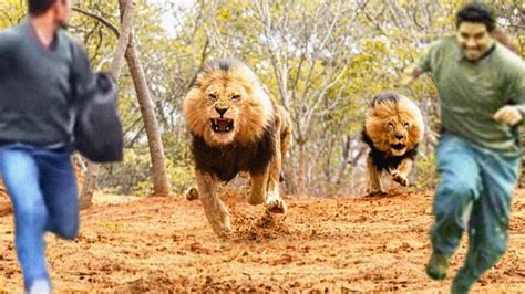 Image result for Terrifying Lion Encounters