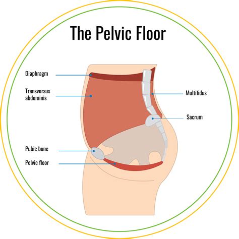 4 Week Postpartum Pelvic Floor Therapy – Kristen Johnson Brogan