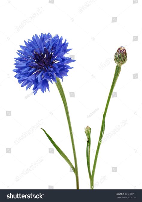 Cornflower blue eyes : 677 images, photos et images vectorielles de ...