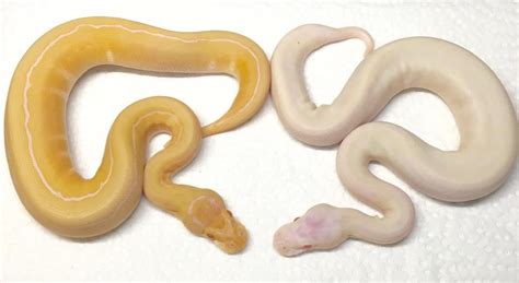 Image result for Ball Python vs Tiger