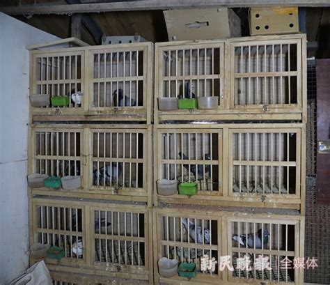 发表一下我的鸽舍图片-中国信鸽信息网相册