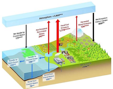 make a chart of at least 3 microorganisms depicting their use to boost ...
