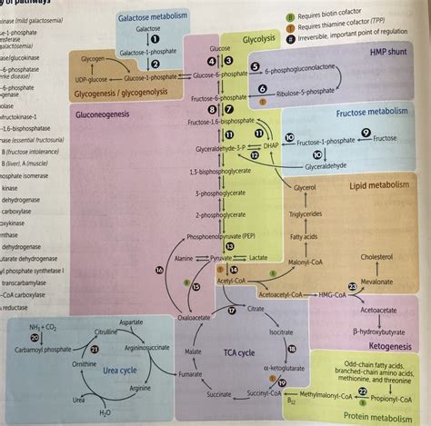 Biochemistry Process Map 的图像结果