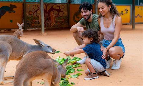 San Antonio, TX Deals, Coupons & Discounts | Groupon