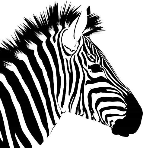 Image result for Zebra Side View