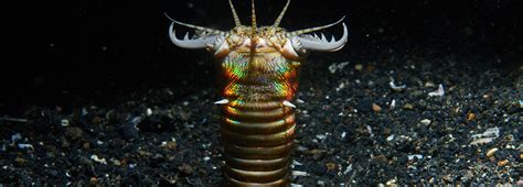 Snapping death worms can hide undetected for years | BBC Earth