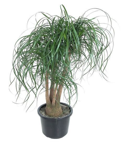 Beaucarnea recurvata — Plant Wholesale FlorAccess