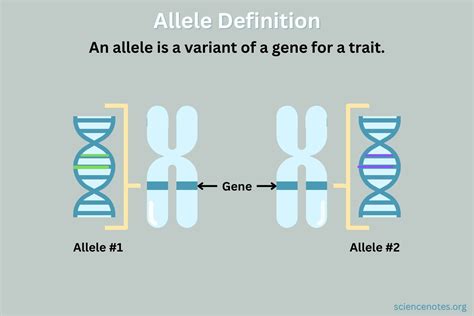 Genetics Biology Examples 的图像结果
