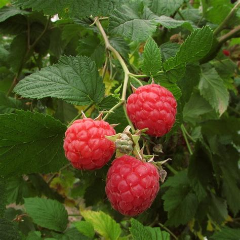 Planting Autumn Raspberry Plants 的图像结果