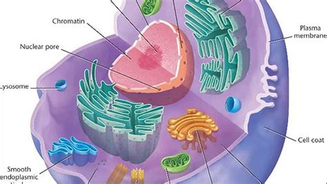 Animal Cell Chromosomes