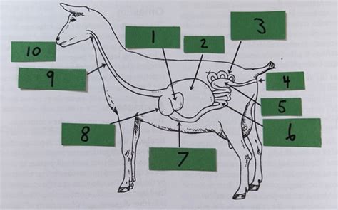Image result for Goat Digestive System