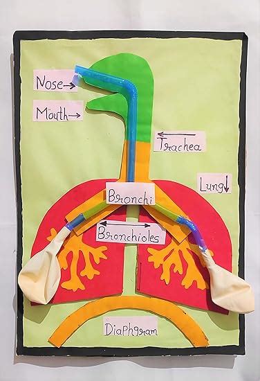 Buy Working Model of Human Respiratory System, Regular Size, Multi ...