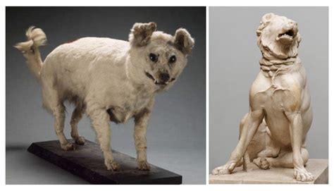 Discover Extinct Dog Breeds! A-Z Animals, 51% OFF