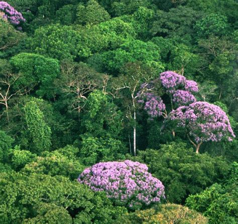 Rainforest 的图像结果