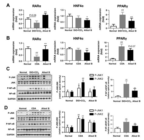 Alisol B Alleviates Hepatocyte Lipid Accumulation and Lipotoxicity via ...