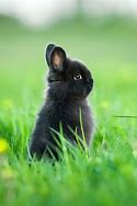 Image result for Dwarf Bunnies Black and White