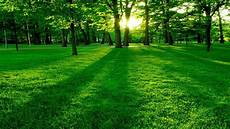 Wallpaper Green by 45 Hd Green Wallpapers Backgrounds For Free Wallpaper Green
