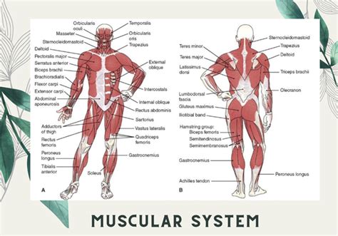 Image result for Functions of Muscles